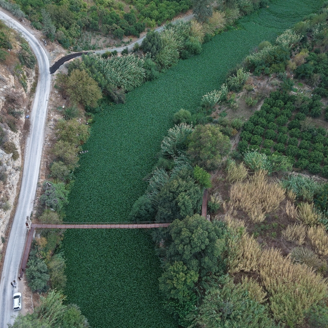 Hatay'da Asi Nehri'ni yeniden su sümbülleri kapladı