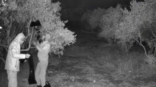 Aydın'da kaçak tarihi eser kazısına suçüstü: 4 gözaltı