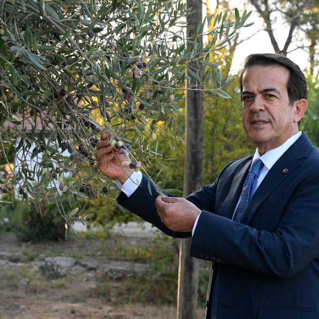 1210 ve 770 yaşındaki 2 zeytin ağacından 70 kilo mahsul bekleniyor