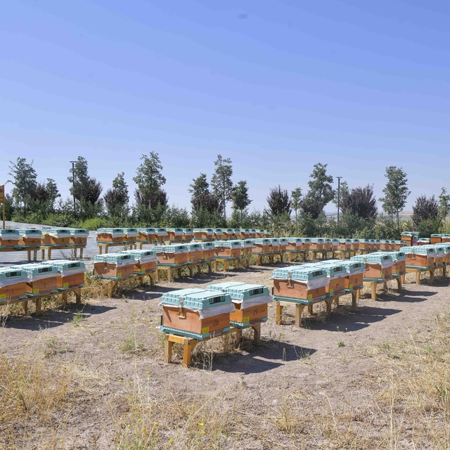 ABB, "Arıcılık Araştırma, Üretim ve Eğitim Merkezi" kurdu