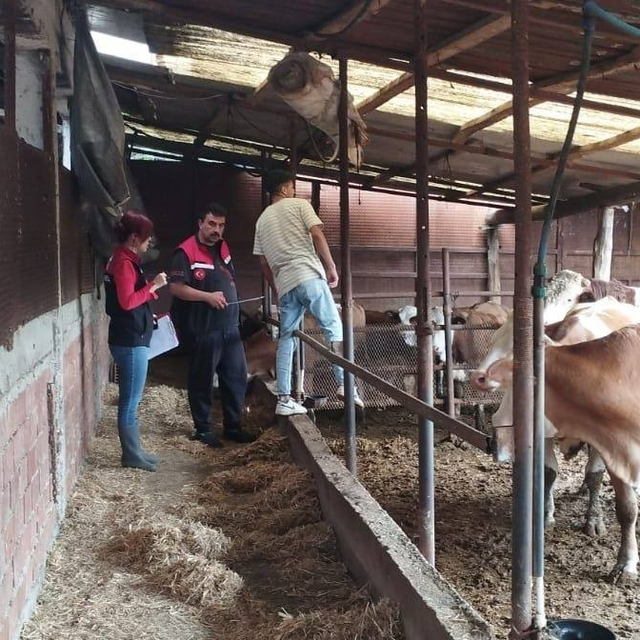 Göynücek'te hayvancılık işletmelerine ziyaret gerçekleştirildi