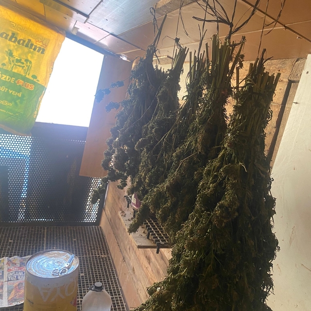 Bursa'da güvercin kümesine gizlenmiş uyuşturucu ele geçirildi