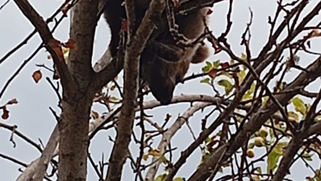 Ağaca çıkan yavru ayı mahsur kaldı