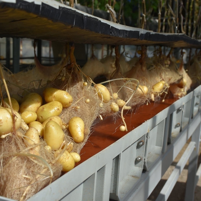 Niğde'de yerli ve milli patatesler topraksız sistemlerle 12 ay boyunca üret...