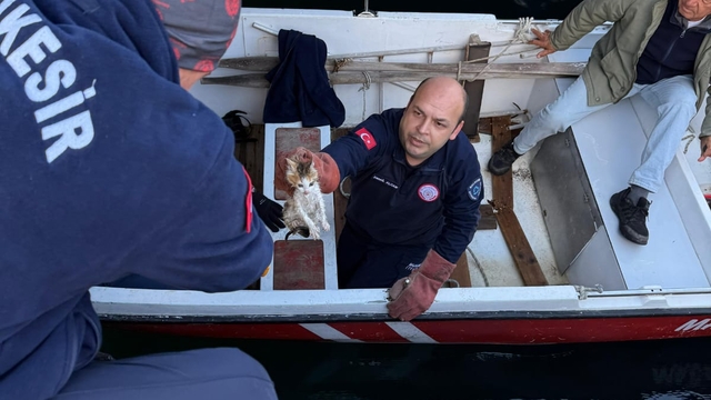 Erdek'te denize düşen kedi itfaiye tarafından kurtarıldı