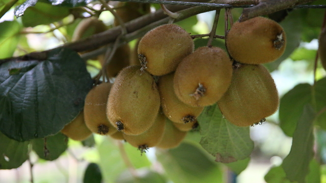 Tescilli Ordu kivisinin kilogram fiyatı belli oldu