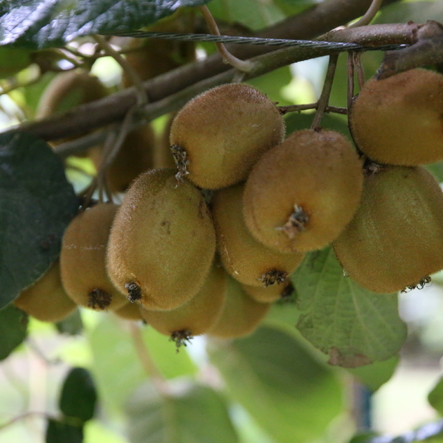 Tescilli Ordu kivisinin kilogram fiyatı belli oldu