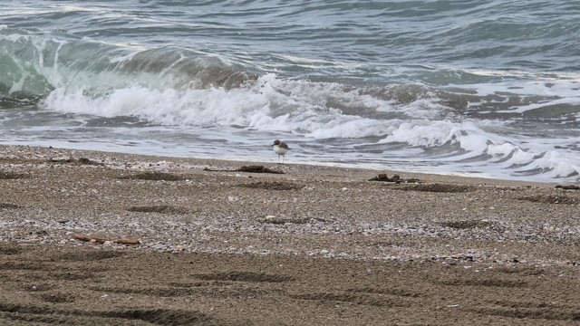 Akça cılbıt sahilde beslenirken görüntülendi