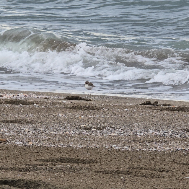 Akça cılbıt sahilde beslenirken görüntülendi