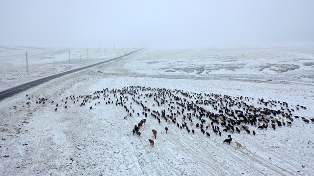 Kars'ta yayladan dönen göçerler kar yağışına yakalandı