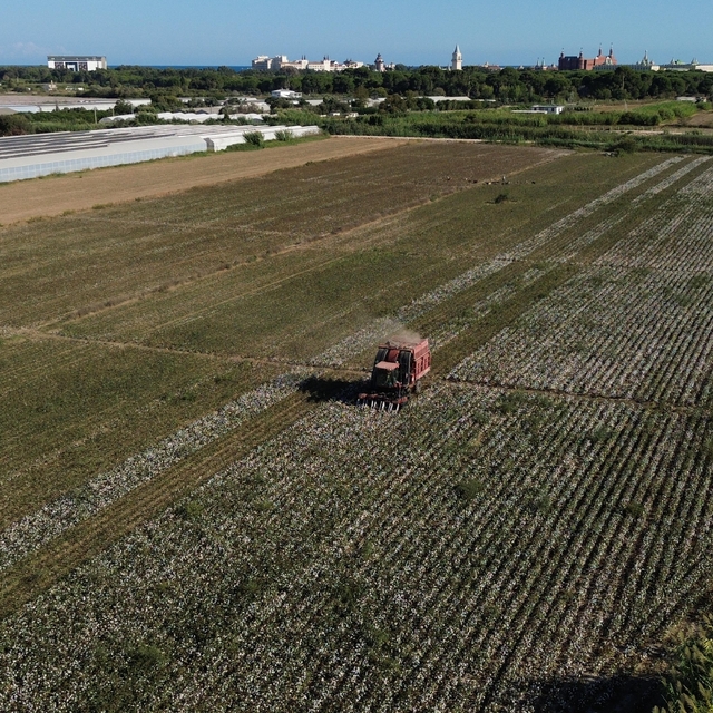 Antalya'nın pamuğu kalitesiyle öne çıkıyor