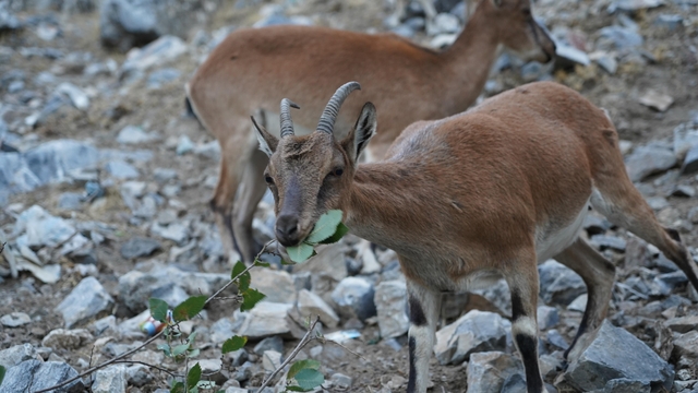 Adana'da yaban keçileri yiyecek ararken görüntülendi