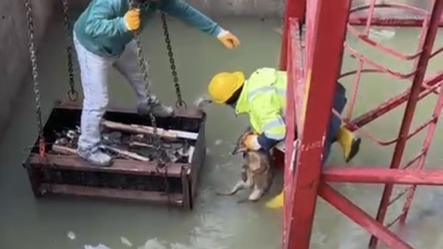 İnşaat alanında su dolu çukura düşen tilkiyi işçiler kurtardı