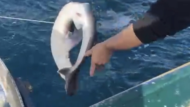 Bartın açıklarında balıkçıların ağına köpek balığı takıldı