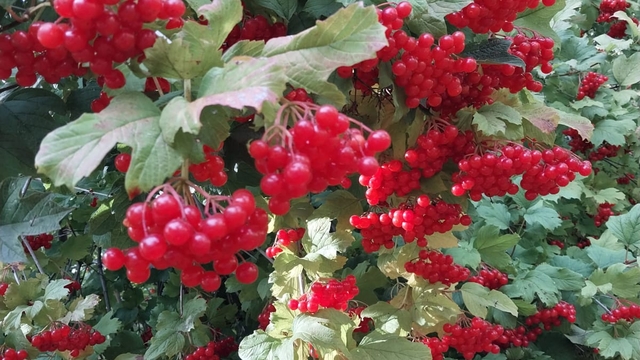 Gemerek'te gilaburu hasadı başladı