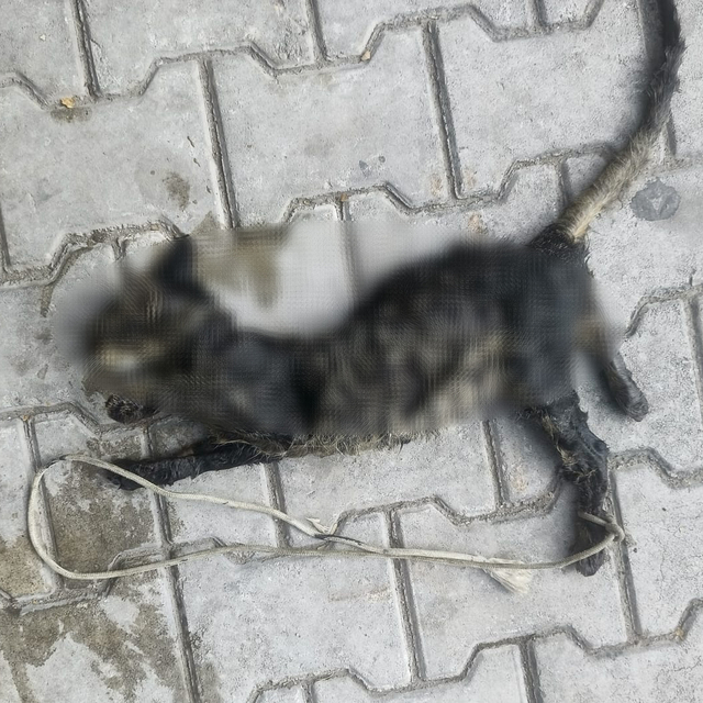 Yavru kediyi ayaklarını bağlayıp denize atmışlar