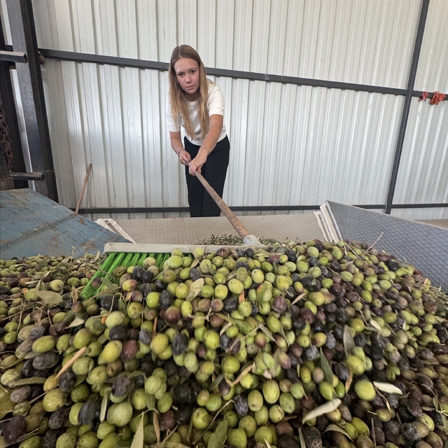 Kadın çiftçi yetiştirdiği zeytine devlet desteğiyle kurduğu tesisle katma d...