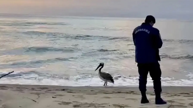 Bartın sahilinde pelikan görüldü