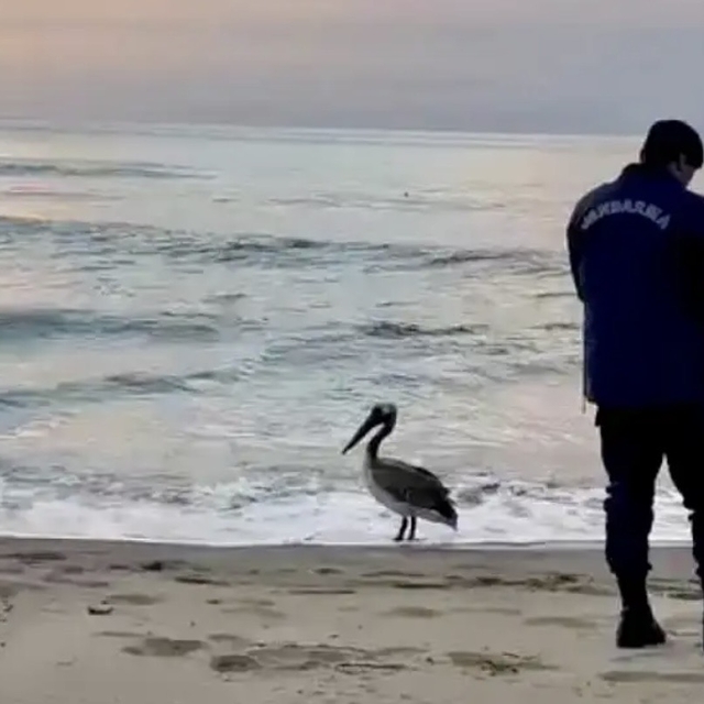 Bartın sahilinde pelikan görüldü