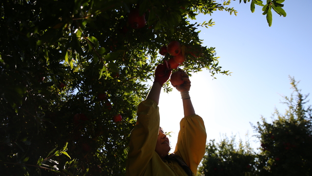 Adıyaman'da 19 bin 250 dekar alanda üretilen narda hasat dönemi