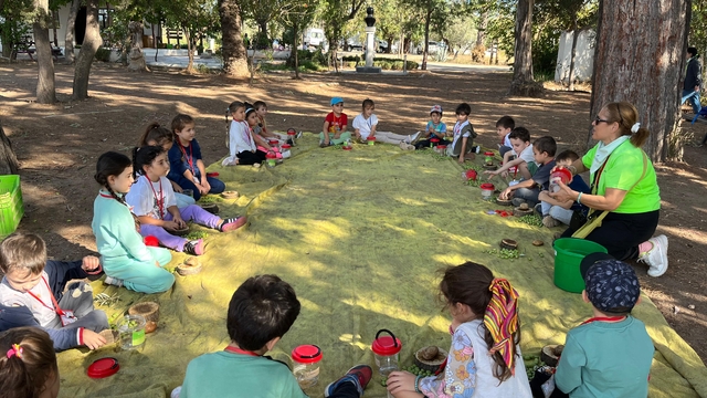 Antalya'da minik öğrenciler zeytin hasadına katılıyor
