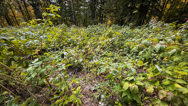 Kütahya'da ayılar ahududu bahçesine zarar verdi