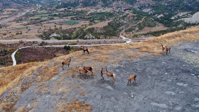 Kastamonu'da sürü halinde gezen kızıl geyikler doğal ortamında görüntülendi