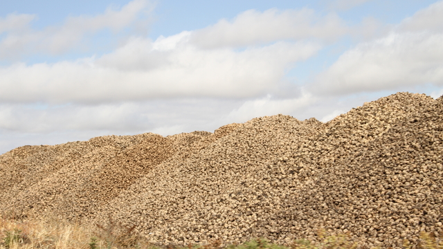Malazgirt'te şeker pancarı alımı sürüyor