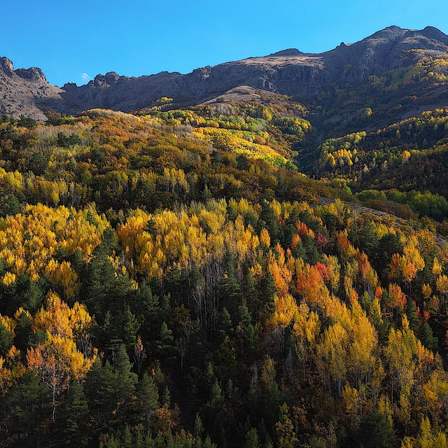 Bayburt'ta ormanlık alanlar sonbahar renklerine büründü