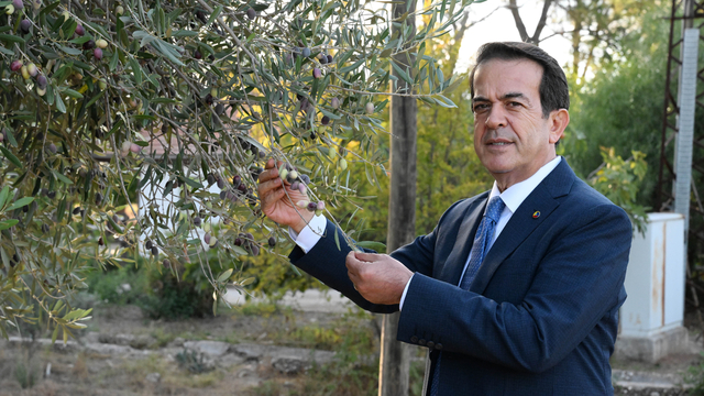 Zeytinde iklim etkisi ile rekoltede yüzde 30 kayıp