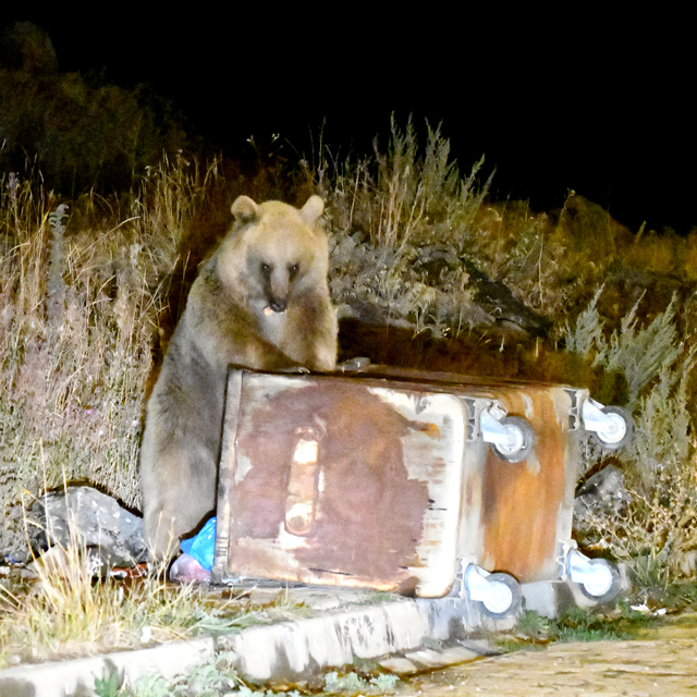 Havaların soğuduğu Kars'ta bozayılar ve kızıl tilkiler ilçe merkezine indi