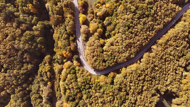 Sonbahar renkleri ormanlarda eşsiz manzara oluşturdu