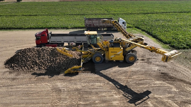 Kayseri'de şeker pancarı hasadı başladı