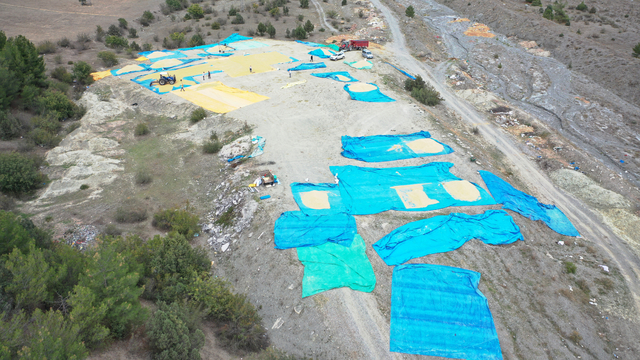 Pirinciyle ünlü Tosya'da çeltikler geleneksel yöntemlerle kurutuluyor