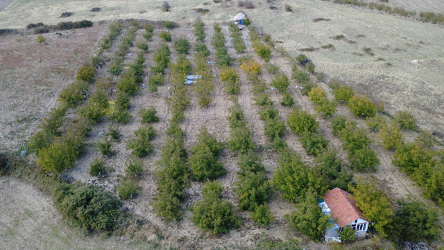 Emekliliğin ardından köyüne dönüp ceviz üretimine başladı