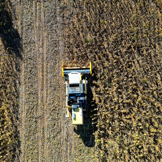 Bayburt'ta ekim alanı genişleyen çerezlik ayçiçeği üreticinin yüzünü güldür...