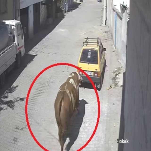 Kaçan boğa, boynuz darbeleriyle park halindeki otomobile zarar verdi