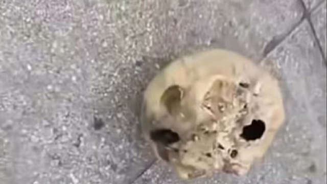 Oltasına kafatası takıldı