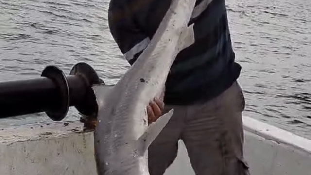 Balıkçıların ağına köpek balığı takıldı