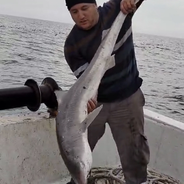 Balıkçıların ağına köpek balığı takıldı