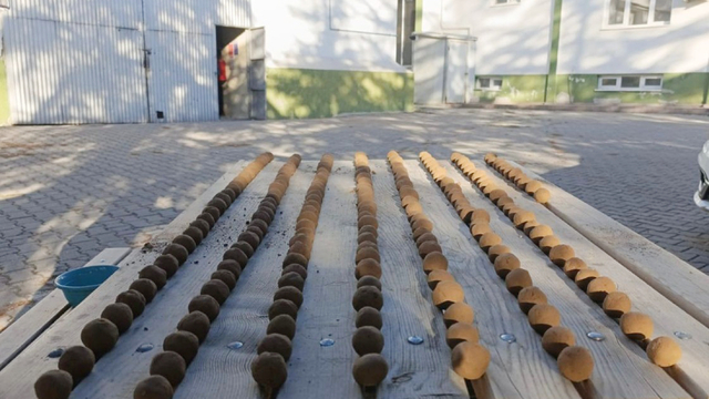 Beypazarı TMO'nun hazırladığı proje kapsamında yaklaşım 20 bin "tohum topu" üretildi