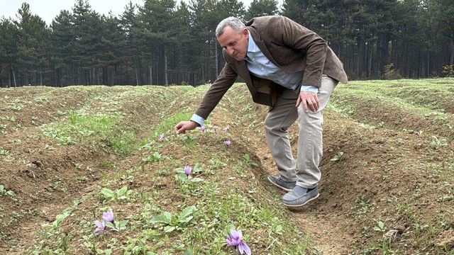 Dünyanın en pahalı baharatı safranın hasadı başladı