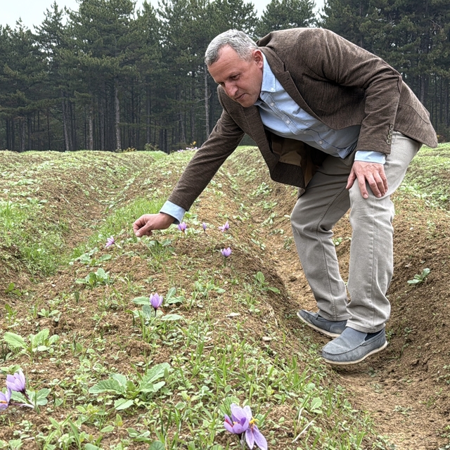 Dünyanın en pahalı baharatı safranın hasadı başladı
