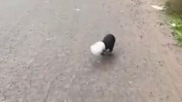 Başı plastik kaba sıkışan yavru köpeği kamyon şoförü kurtardı