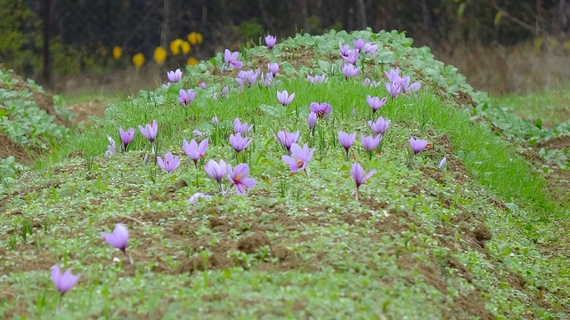 Karabük'te düzenlenen "9. Safran Festivali" sona erdi