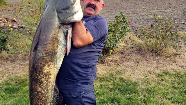 Oltayla 70 kiloluk yayın yakaladı