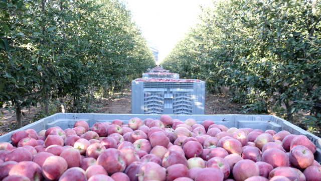 Isparta'da zirai don ve dolu zararı sonrası elmada rekolte beklentisi 800 bin ton