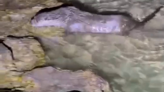 Fırat Nehri'nde tatlı su samuru görüntülendi