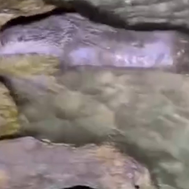 Fırat Nehri'nde tatlı su samuru görüntülendi