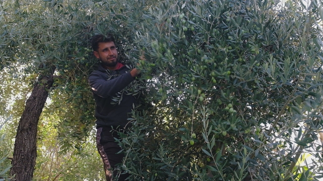 Mut ilçesinde zeytin hasadı sürüyor